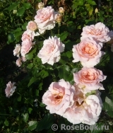 Johann Strauss Johann Strauss