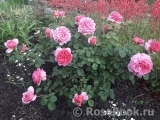 Princess Alexandra of Kent Princess Alexandra of Kent