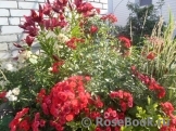 Scarlet Meillandecor Scarlet Meillandecor