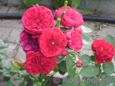 Florentina - Florentina -