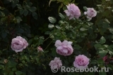 La Rose du Petit Prince La Rose du Petit Prince
