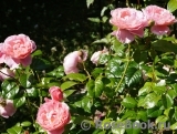 Strawberry Hill Strawberry Hill