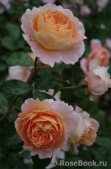 Abraham Darby Abraham Darby