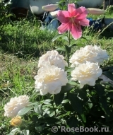 Lions Rose Lions Rose