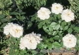 Lions Rose Lions Rose