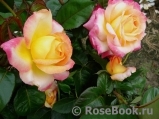 Kordes’ Jubilee Kordes’ Jubilee