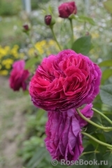 Falstaff® Falstaff®