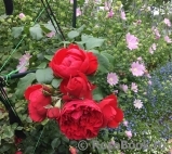 Florentina - Florentina -