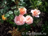 Claire Rose Claire Rose