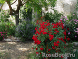 Scarlet Meillandecor Scarlet Meillandecor