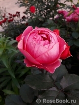 Gartenprinzessin Marie-Jose ® Gartenprinzessin Marie-Jose ®
