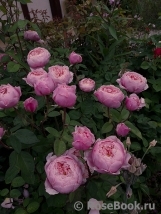 The Alnwick Rose The Alnwick Rose
