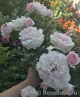 Morden Blush