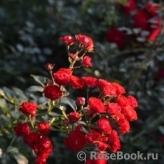 Scarlet Meillandecor Scarlet Meillandecor