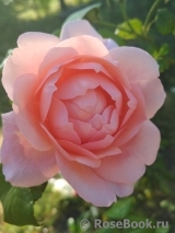 Strawberry Hill Strawberry Hill