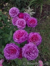 Heidi Klum Rose Heidi Klum Rose