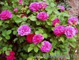 Sophy’s Rose Sophy’s Rose