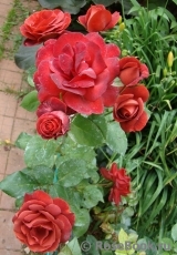 Terracotta ® Terracotta ®