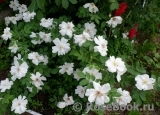 Morden Snowbeauty Morden Snowbeauty