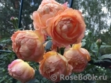 Lady of Shalott Lady of Shalott