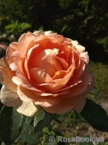Lady of Shalott Lady of Shalott