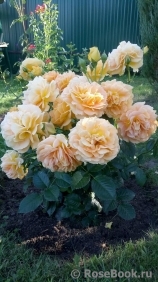 Goldelse Goldelse