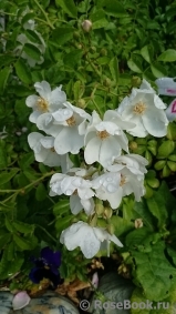Daisy Rose, The Daisy Rose, The