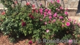 Gertrude Jekyll Gertrude Jekyll