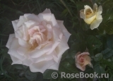 Madame Anisette ® Madame Anisette ®