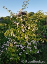 Paul’s Himalayan Musk Paul’s Himalayan Musk