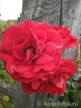 Amadeus Amadeus