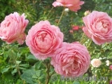 Jubilee Celebration® Jubilee Celebration®