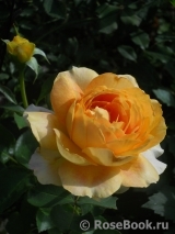 English Garden® English Garden®