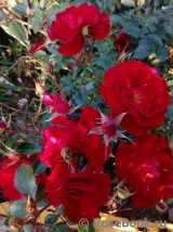 Austriana ®