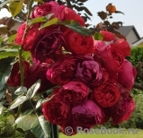 Florentina - Florentina -