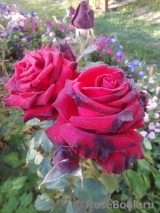 Royal Baccara Royal Baccara