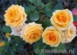 Yellow Babe® Yellow Babe®