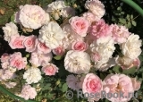 Morden Blush