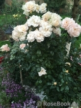Lions Rose Lions Rose