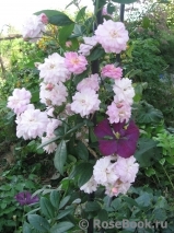 Brise Parfum Brise Parfum