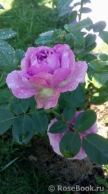 Lavender Ice Lavender Ice