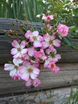 Robe Fleurie Robe Fleurie