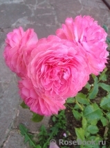 Kolner Flora Kolner Flora