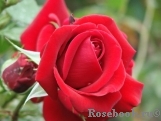 Bolshaja Lubov Bolshaja Lubov