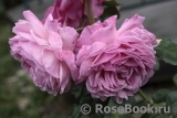 Kolner Flora Kolner Flora