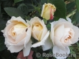Lions Rose Lions Rose