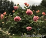 Boscobel Boscobel