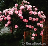 Starlet®-Rose Eva® Starlet®-Rose Eva®
