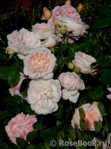 Eglantyne®