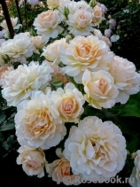 Chandos Beauty Chandos Beauty